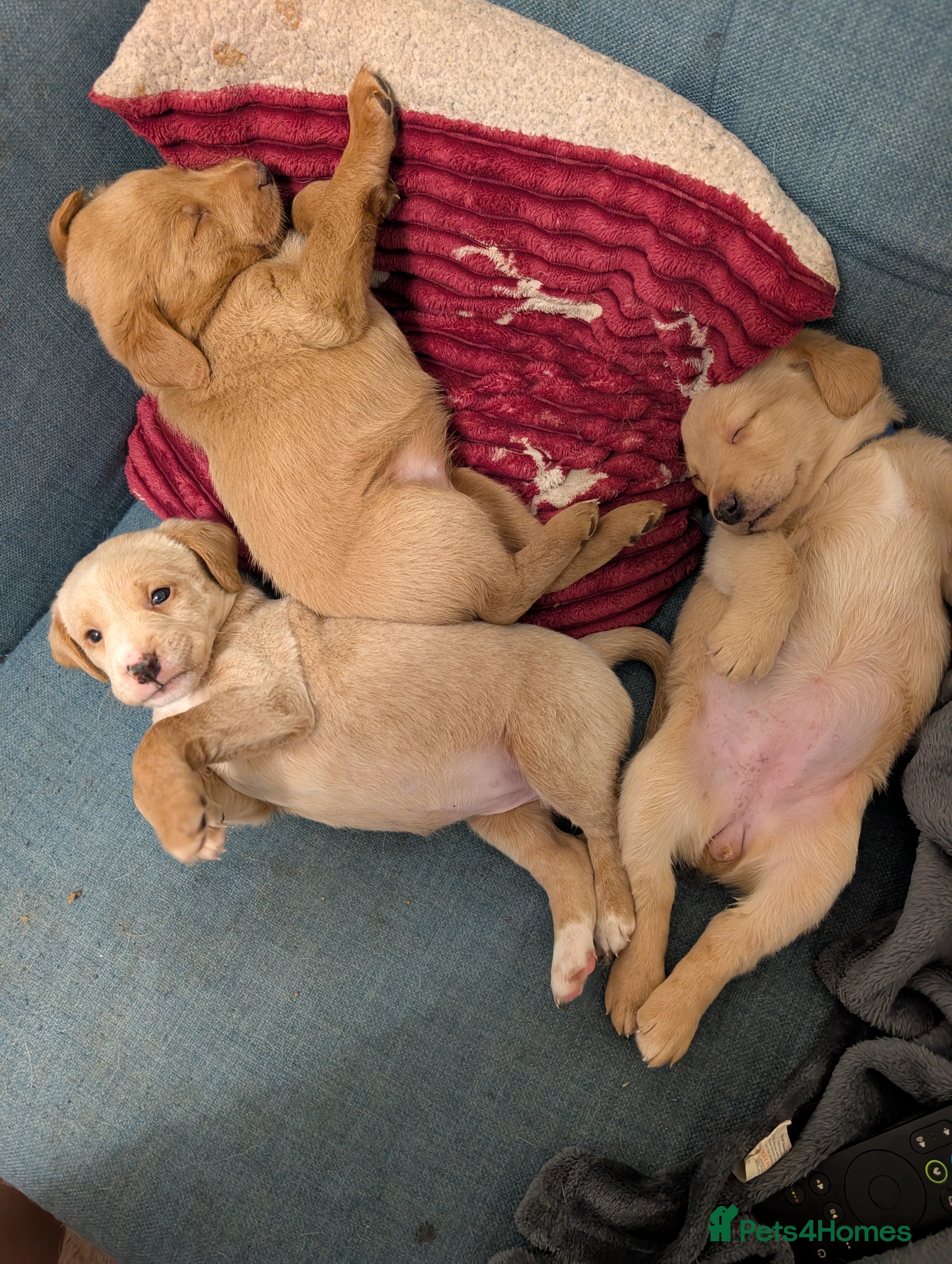 Mixed Breed dogs Golden doodle puppies - Advert 4