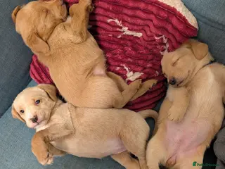 Mixed Breed dogs Golden doodle puppies - Advert 5