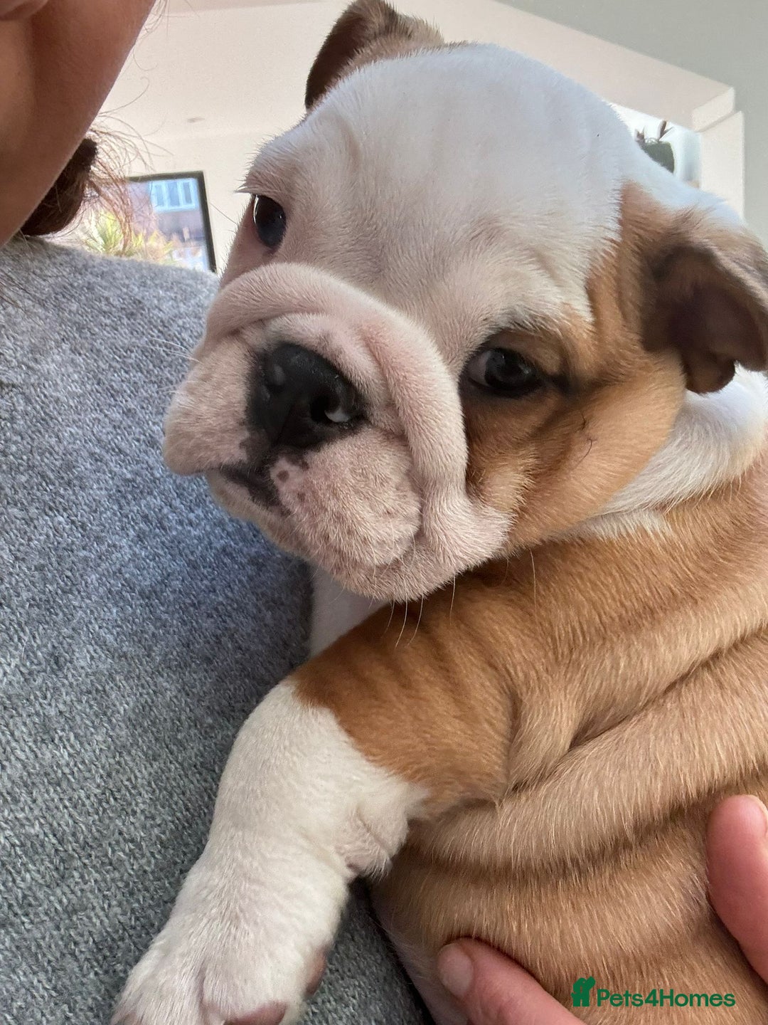 English Bulldog dogs for stud: Silver Health Tested - Heavy Weight & Healthy Stud - Advert 9