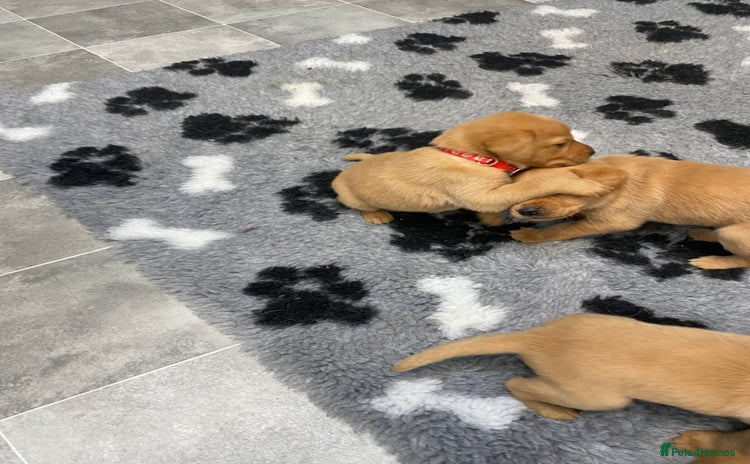 Labrador Retriever dogs - Advert 2