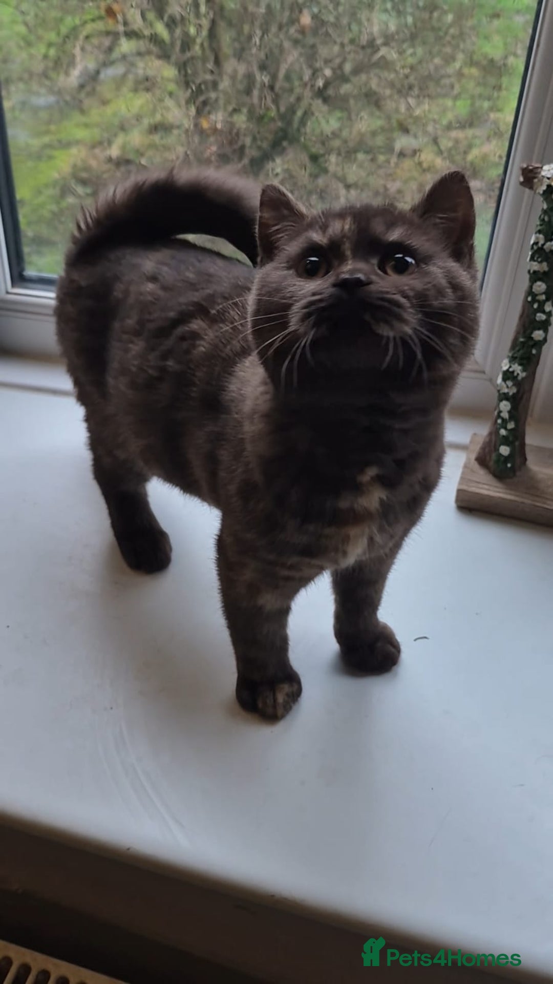 British Shorthair cats for sale: Bsh babies*ready to leave* - Advert 9