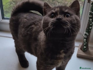 British Shorthair cats Bsh babies*ready to leave* - Advert 9