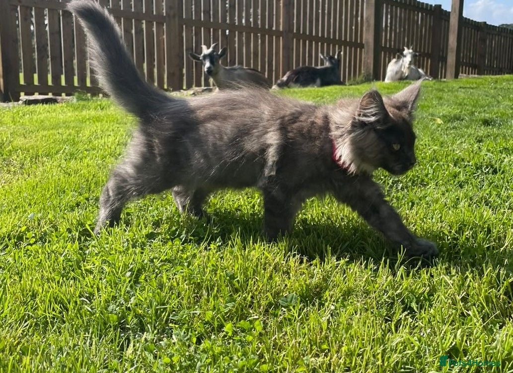 Maine Coon cats Stunning Maine Coon kittens - Advert 1