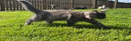Maine Coon cats for sale: Stunning Maine Coon kittens - Advert 1