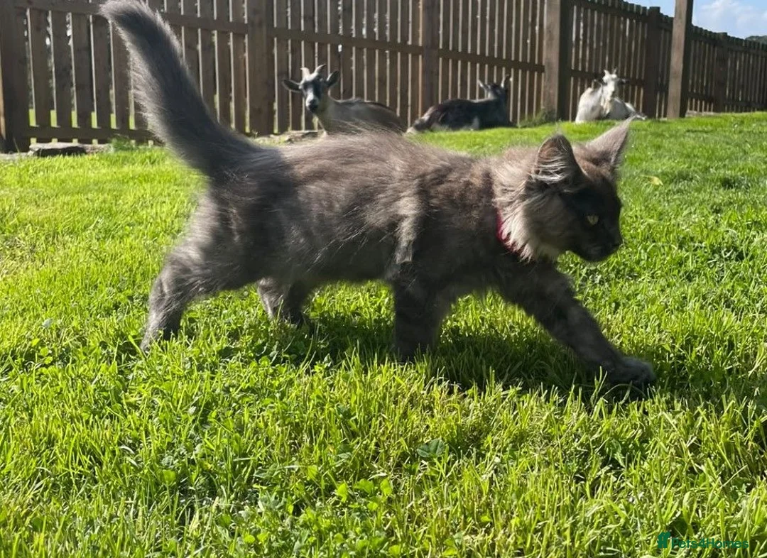 Maine Coon cats for sale: Stunning Maine Coon kittens - Advert 1