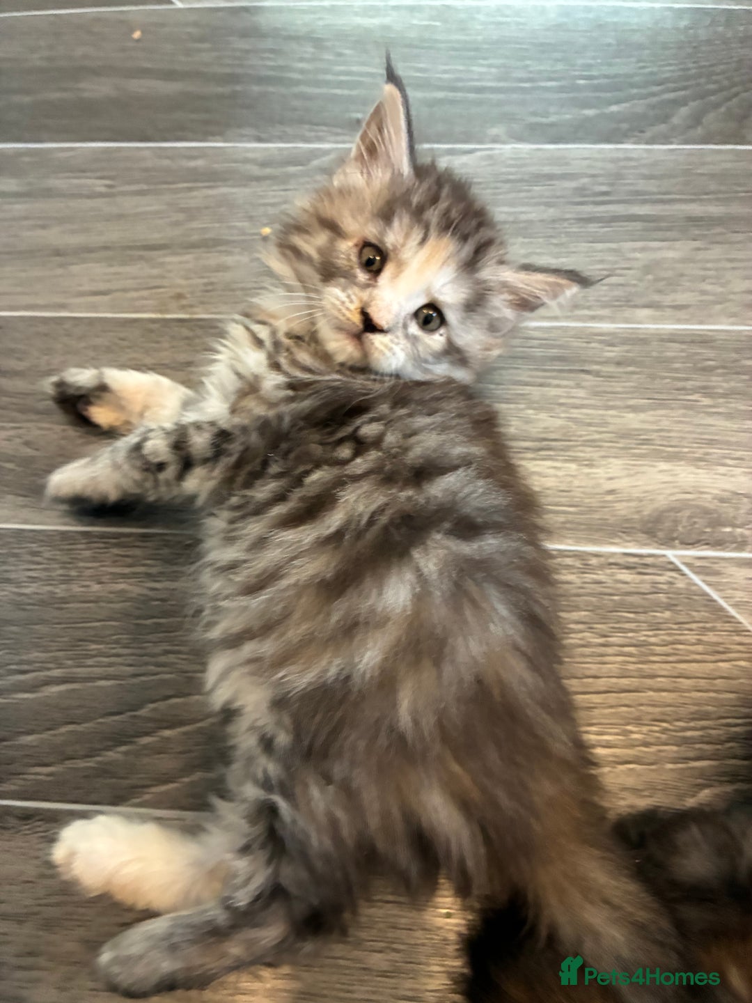 Maine Coon cats for sale: Maine Coon Kittens - Advert 15