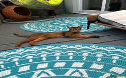 Abyssinian cats for stud: Champion line Aby boy for stud in Romford - Image 3