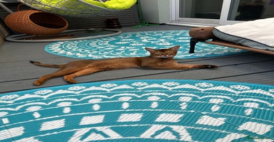 Abyssinian cats in Romford - Advert 1