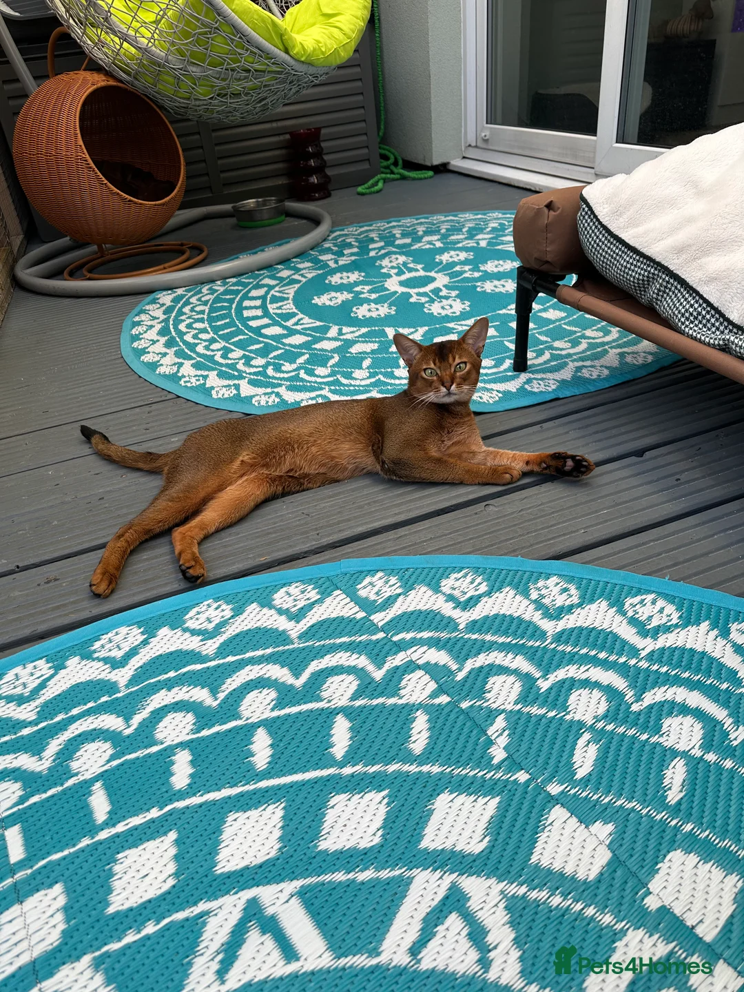 Abyssinian cats for stud: Champion line Aby boy for stud in Romford - Advert 3