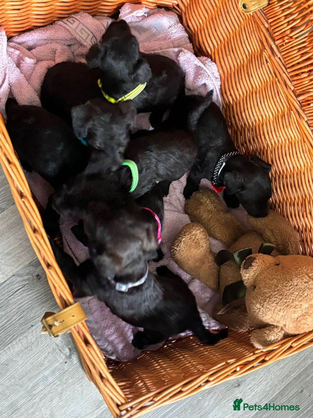 Lakeland Terrier dogs for sale: Lakeland terriers puppies - Advert 3