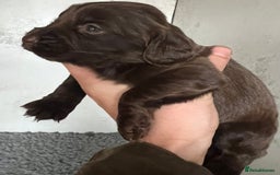 Cocker Spaniel dogs for sale: Beautiful KC Registered Cocker Spaniel Puppies 🐶  - Image 10