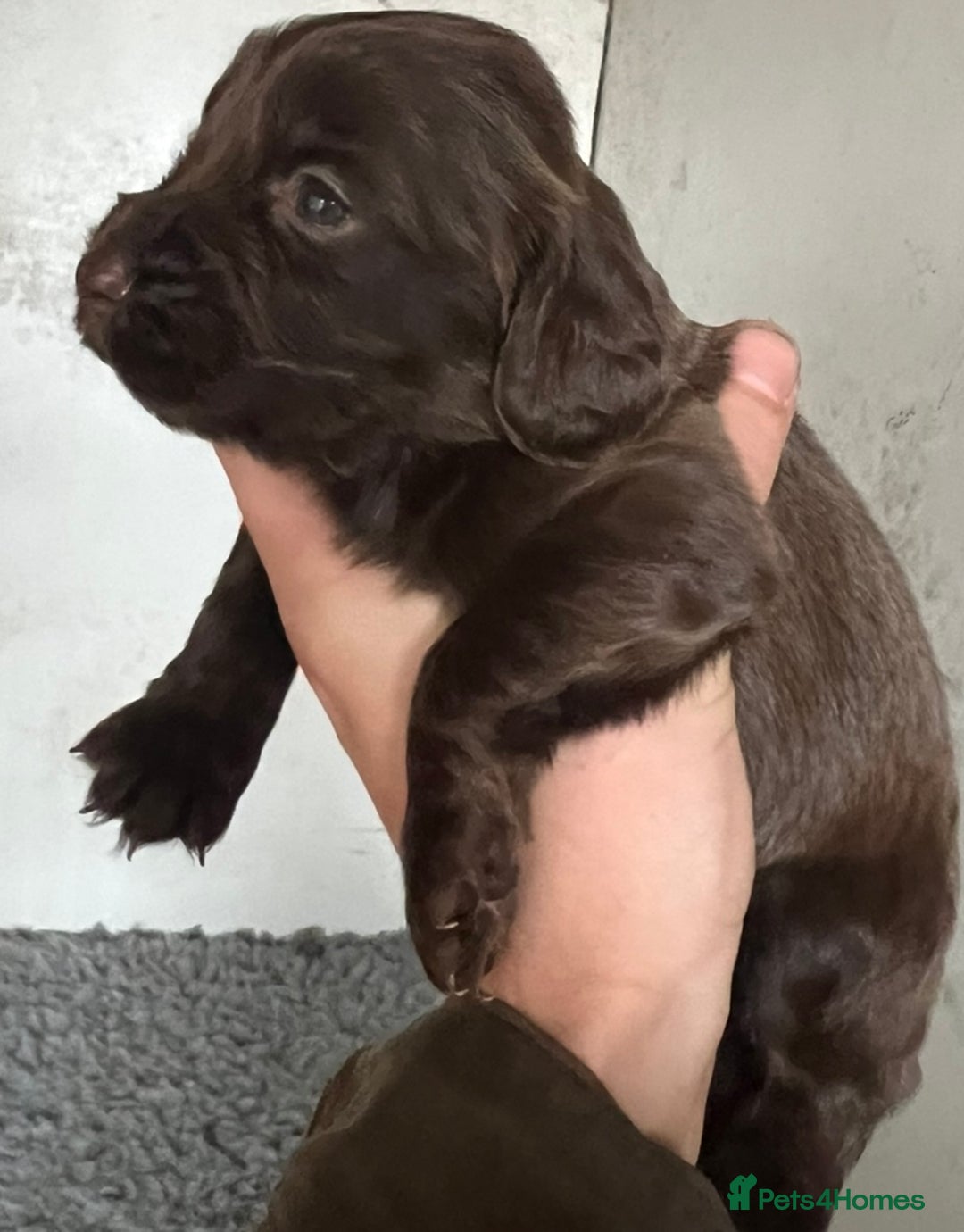 Cocker Spaniel dogs for sale: Beautiful KC Registered Cocker Spaniel Puppies 🐶  - Image 10