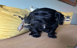 Sprocker dogs for sale: Sprocker Puppies - Image 7