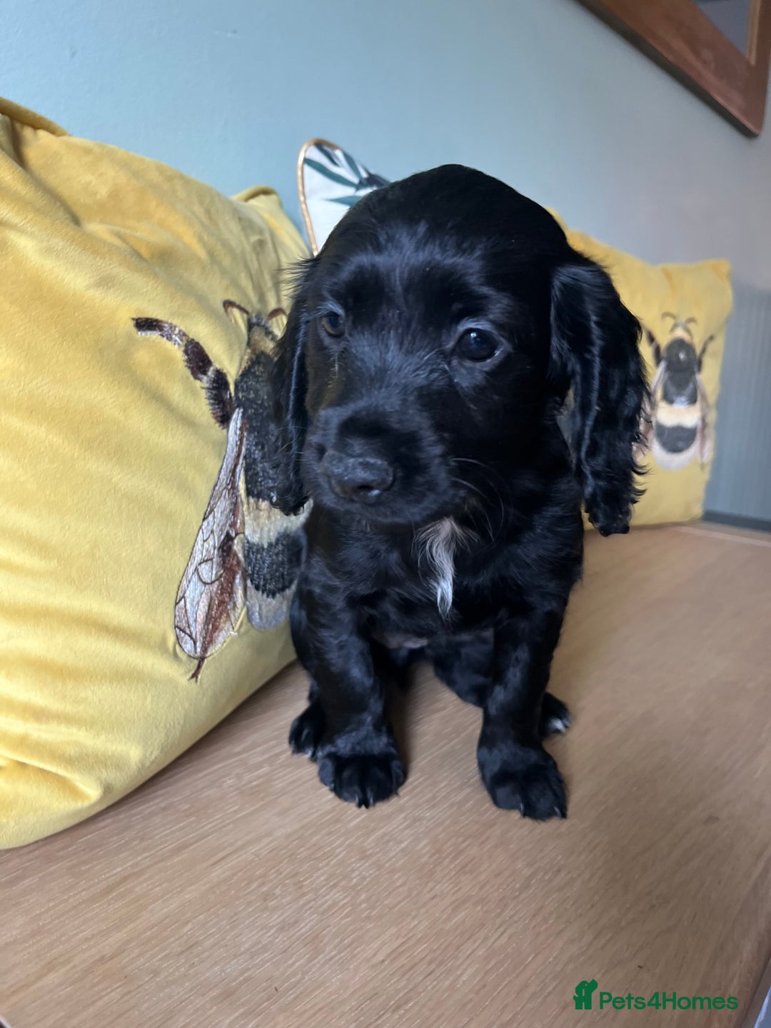 Sprocker dogs for sale: Sprocker Puppies - Image 7