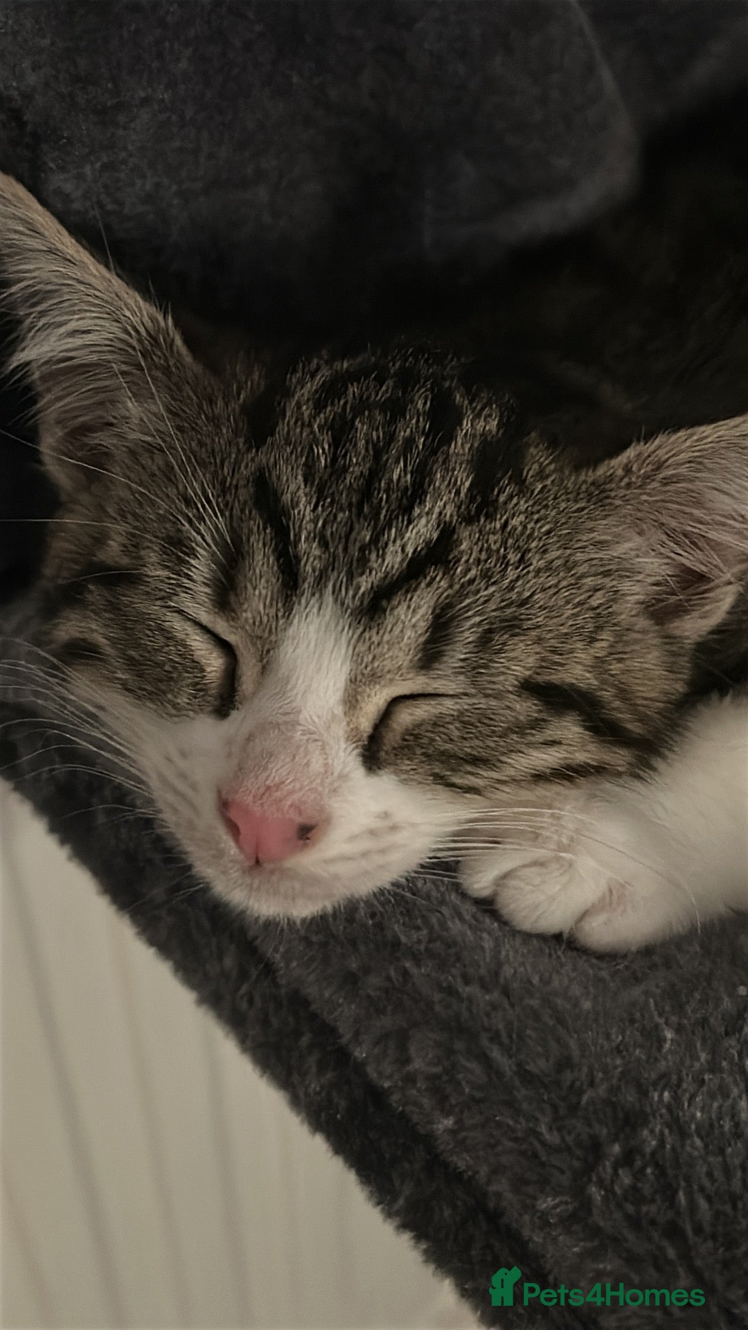 Mixed Breed cats White & tabby kitten  - Advert 3