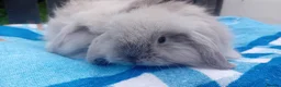 Mini Lop rabbits for sale: Mini lop rabbits  - Advert 1