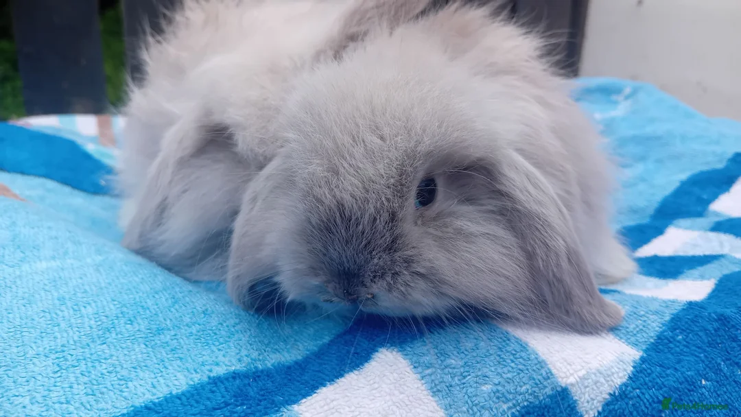 Mini Lop rabbits for sale: Mini lop rabbits  - Advert 1