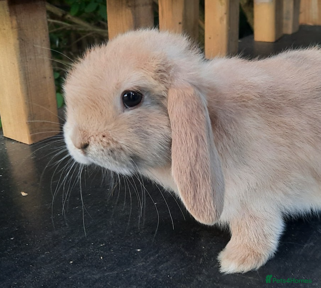 Mini Lop rabbits for sale: 4 mini lop baby rabbits - Image 2