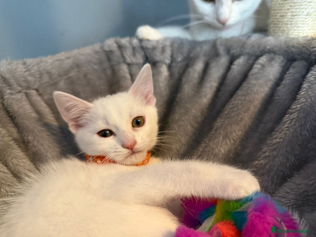 Turkish Angora cats for sale: Turkish Angora last 2 males left  - Image 12