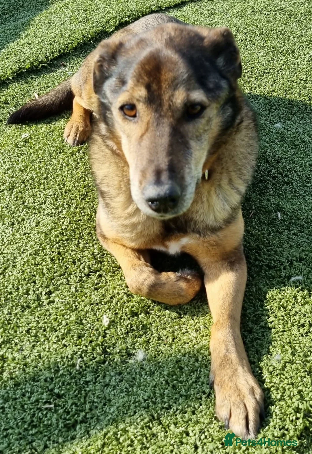 Mixed Breed dogs for adoption: Iza - looking for a family of her own in Ayr - Advert 3