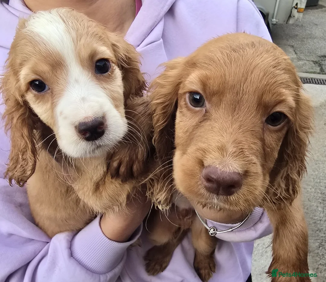 Cocker Spaniel dogs for sale: Beautiful Cocker Spaniels ready for new homes. - Advert 1