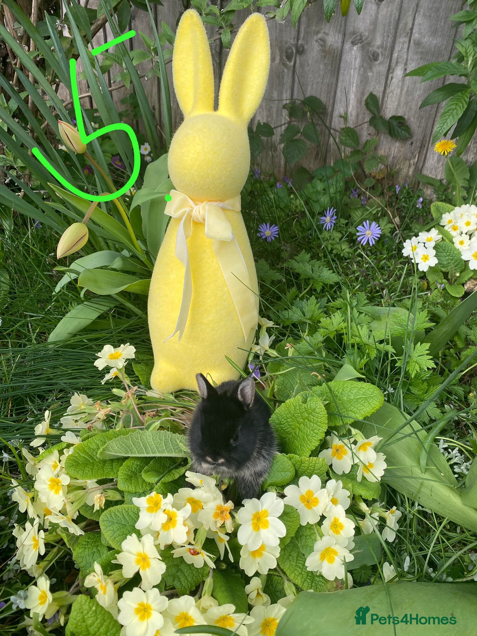 Netherland Dwarf rabbits Bunny mixed - Advert 1