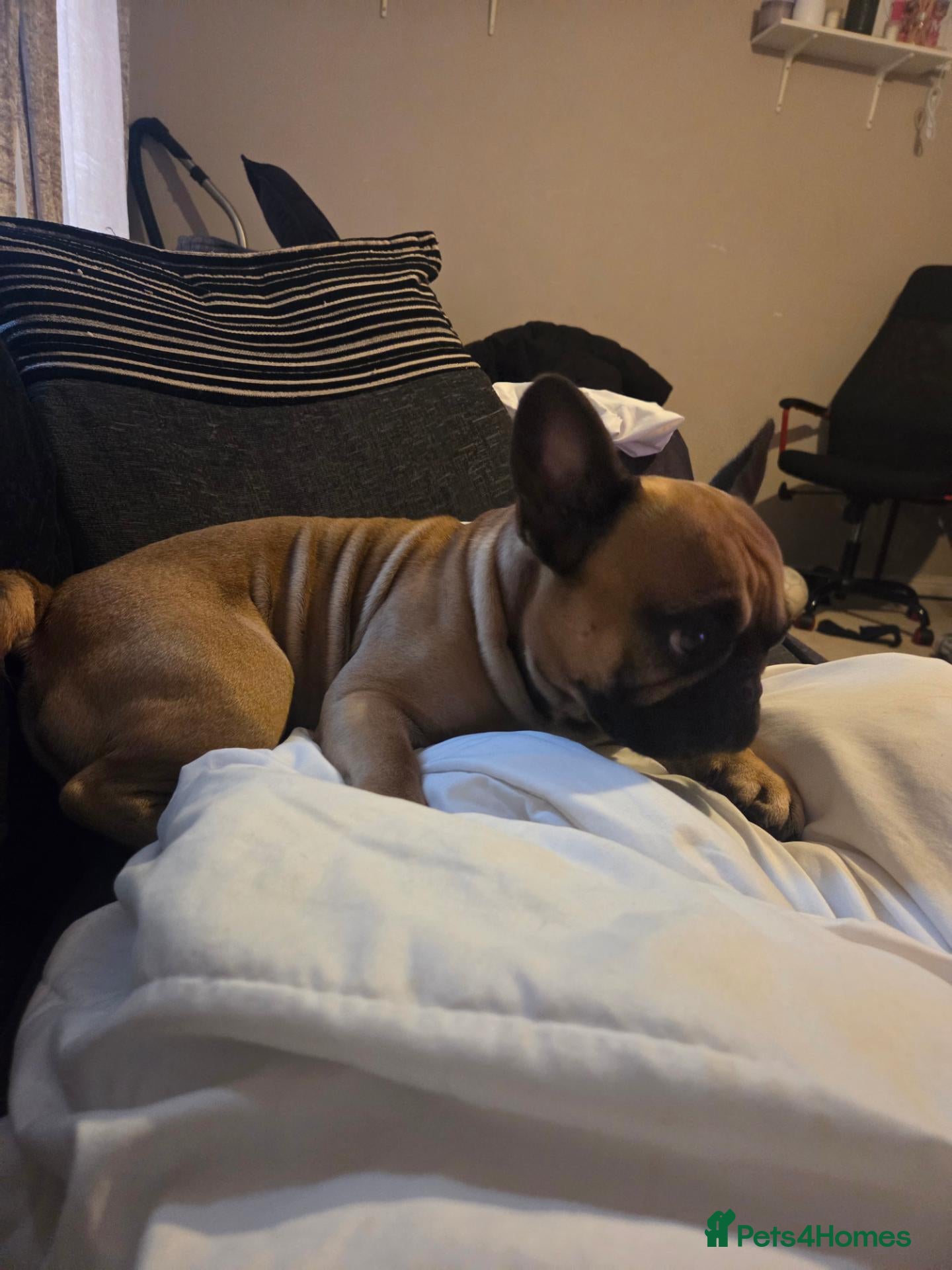 French Bulldog dogs 3 year old French bulldog  - Advert 6