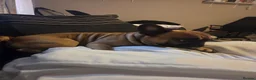 French Bulldog dogs for sale: 3 year old French bulldog  in Eastbourne - Advert 1