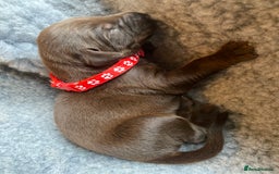 Dobermann dogs for sale: KC REGISTERED DOBERMAN PUPS - Image 23