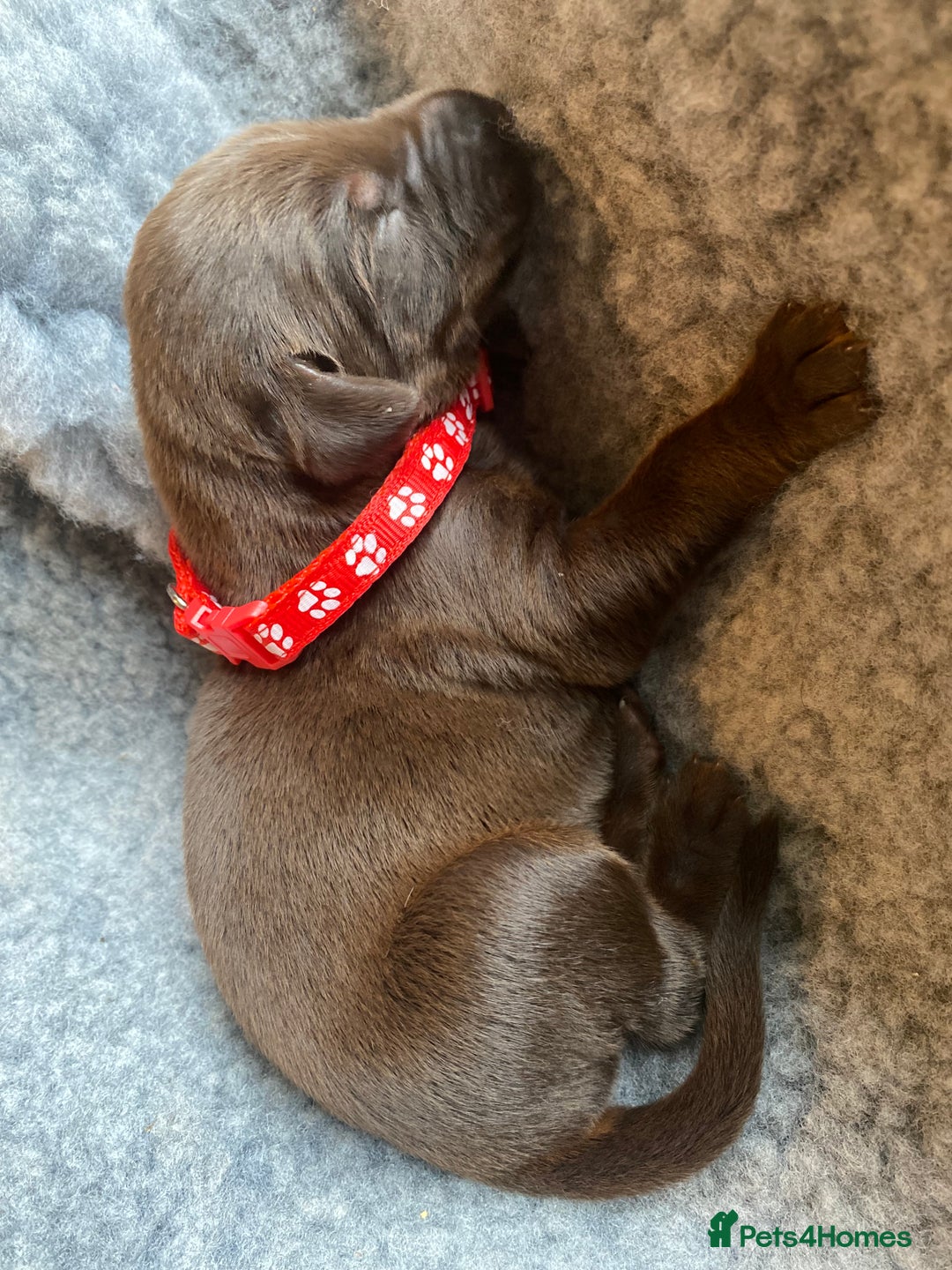 Dobermann dogs for sale: KC REGISTERED DOBERMAN PUPS - Image 23