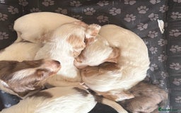 Cocker Spaniel dogs for sale: 2 Gorgeous male White+Lemon Cocker Spaniel Puppies - Image 14
