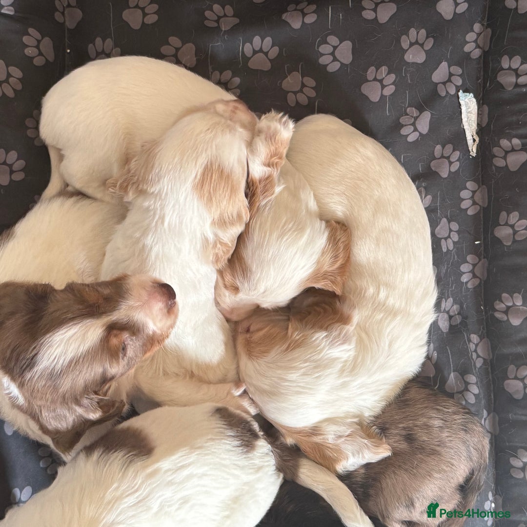 Cocker Spaniel dogs for sale: 2 Gorgeous male White+Lemon Cocker Spaniel Puppies - Image 14