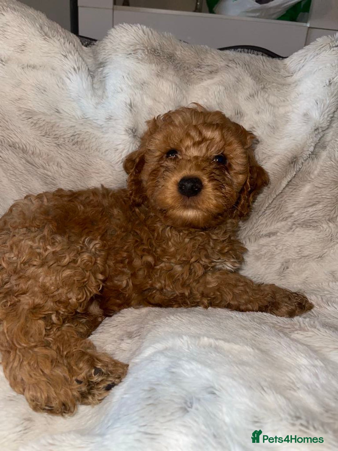 Cockapoo dogs for sale: 4 beautiful boys.  - Image 5