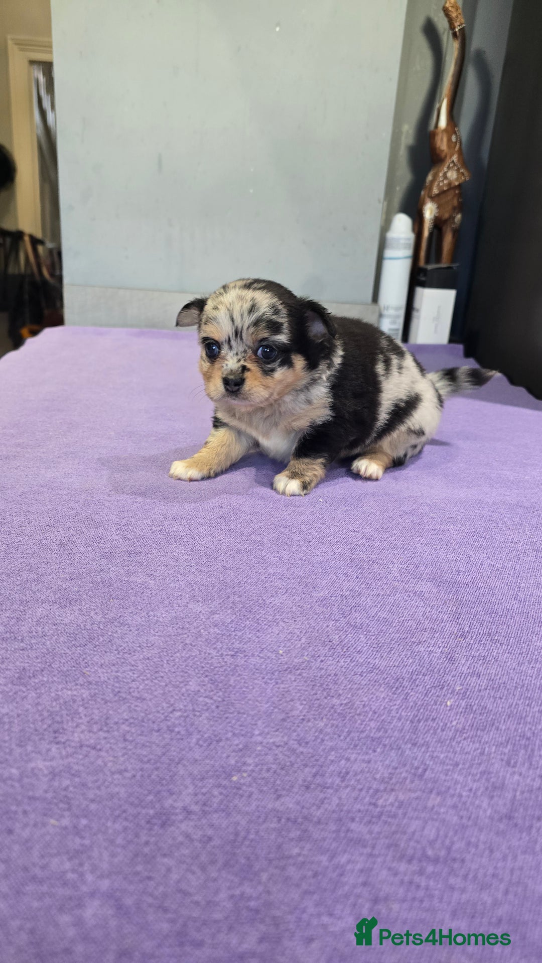 Chihuahua dogs for sale: Chihuahua puppies Russian ancestry with perfect bo - Advert 22