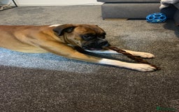 Boxer dogs for sale: A Second Chance for a Gentle Boxer - Advert 28