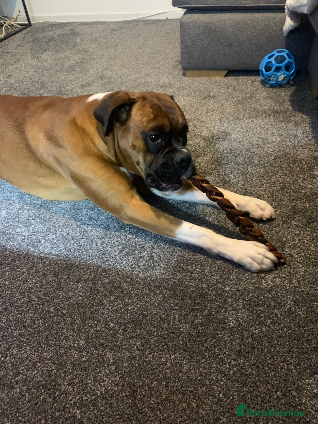 Boxer dogs for sale: A Second Chance for a Gentle Boxer - Advert 28