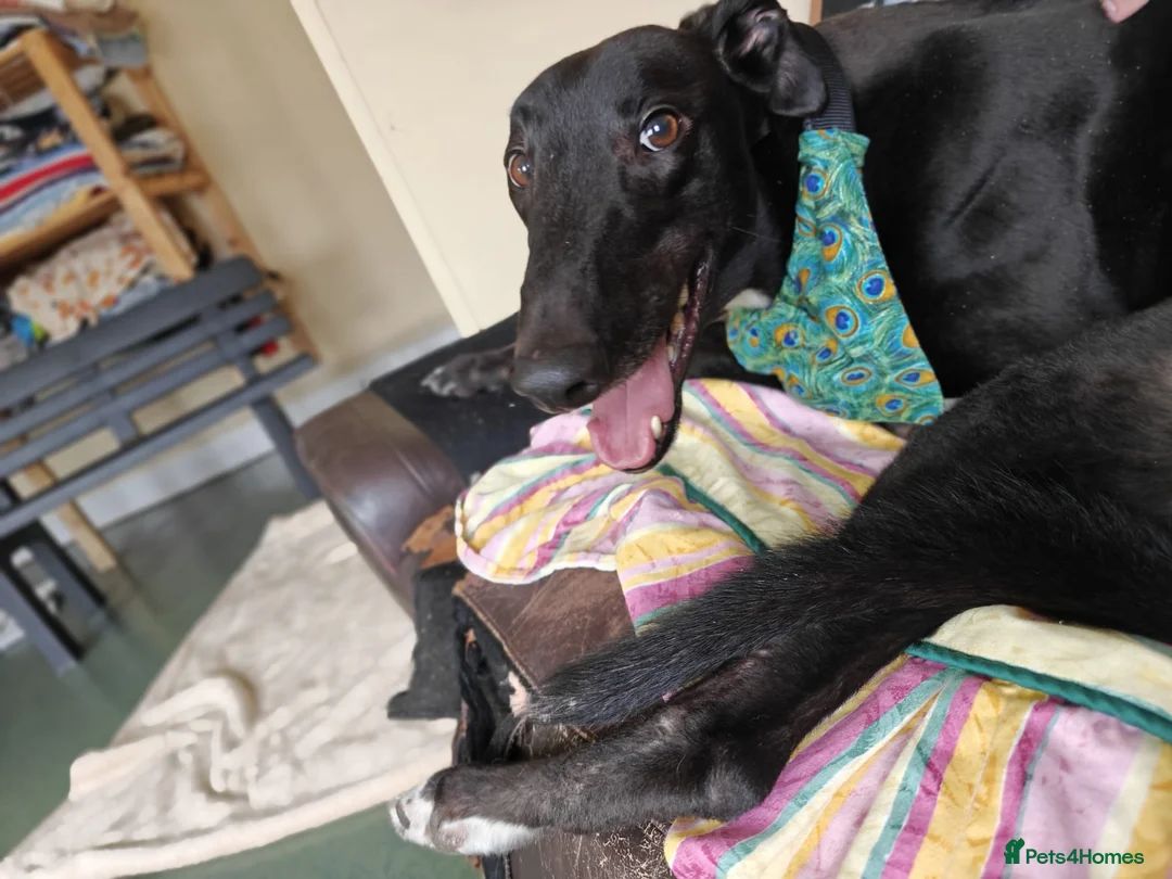 Greyhound dogs for adoption: Turbo - Advert 1