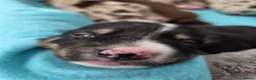 Border Collie dogs for sale: A litter of 5 beautiful collie pups  - Advert 34