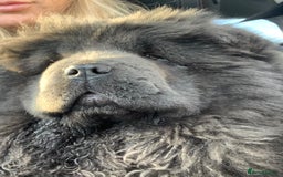 Chow Chow dogs for sale: Stunning kc chow chow  - Advert 14