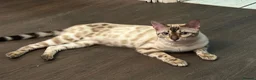 Bengal cats for sale: Champion Bloodline TICA Bengal Kittens in Peterborough - Advert 13