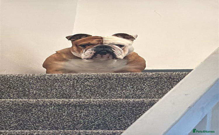 English Bulldog dogs - Advert 2