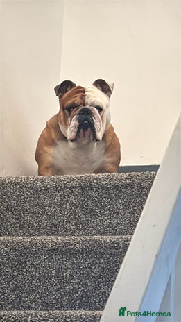 English Bulldog dogs - Advert 14