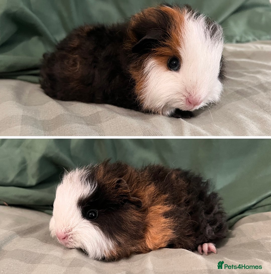 Guinea Pig rodents for sale: Bonded Swiss boar Guinea Pigs - Advert 4