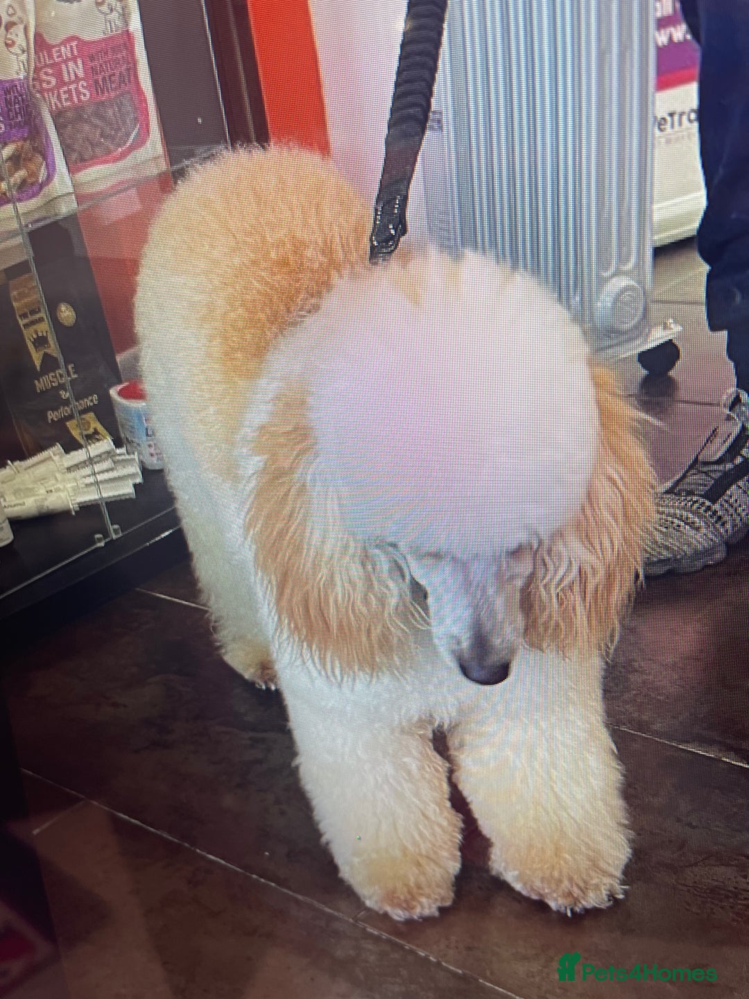 Miniature Poodle dogs for stud: HEALTH TESTED Kc Registered Miniature Poodle STUD in Doncaster - Image 13