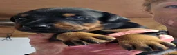 Dobermann dogs for sale: Fantastic KC Dobermann Puppies  - Advert 13