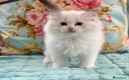 Ragdoll cats for sale: ‼️ HIGH QUALITY ‼️ pet boy  - Image 7