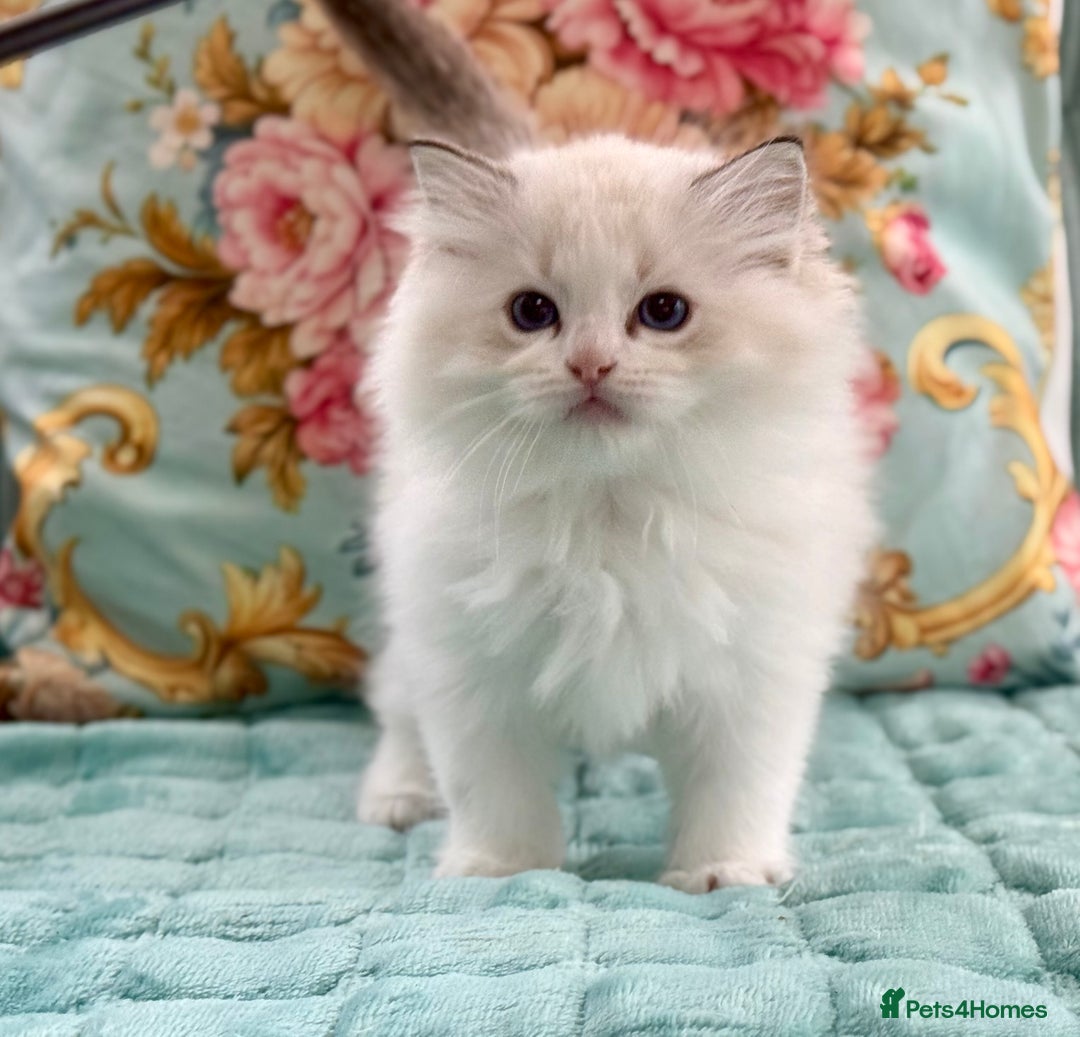 Ragdoll cats for sale: ‼️ HIGH QUALITY ‼️ pet boy  - Image 7