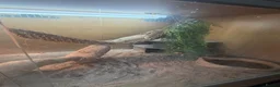 Bearded Dragon reptiles for sale: Bearded dragon  - Advert 2