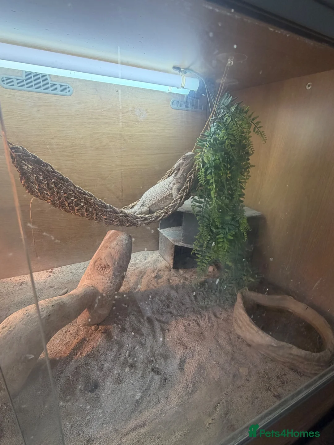Bearded Dragon reptiles for sale: Bearded dragon  - Advert 2