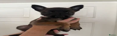 Belgian Shepherd Dog 6